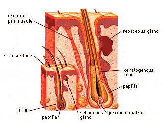 Illustration of human skin anatomy Illustration of Human Skin Anatomy